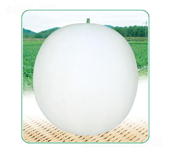 白玉3號(hào)-甜瓜種子-安泰達(dá)