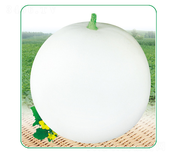 白玉2號(hào)-甜瓜種子-安泰達(dá)