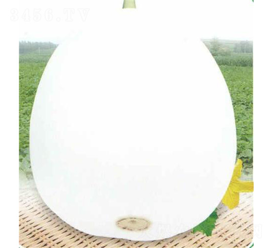 白翠蜜甜瓜-甜瓜種子-安泰達(dá)