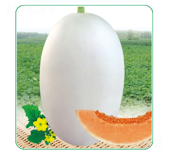 �״���-��ϷN��-��̩�_