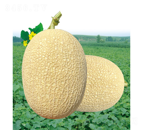 安泰蜜甜瓜-甜瓜種子-安泰達(dá)