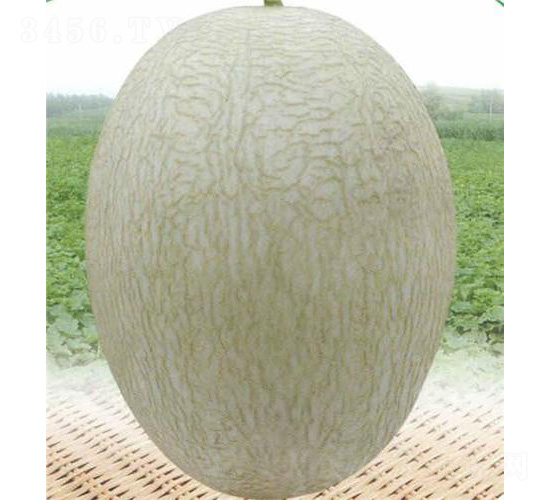 ��̩�۶�̖(h��o)-��ϷN��-��̩�_(d��)