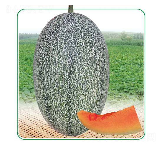 安泰蜜17-甜瓜種子-安泰達