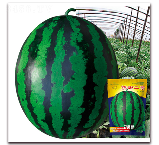 �\���̖-���ϷN��-�پ��S