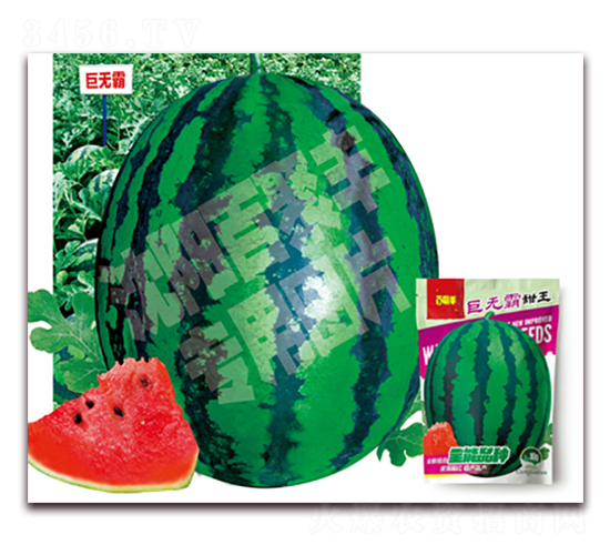巨無(wú)霸甜王-西瓜種子-百聚豐