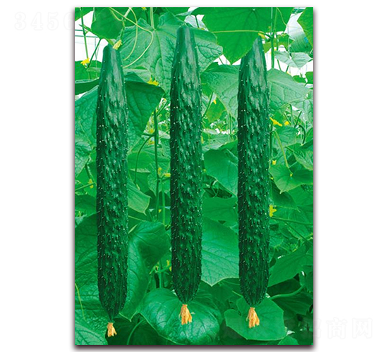 ���F1-�S�ϷN��-�A�r(n��ng)�N�I(y��)