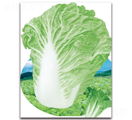 ����������̖(h��o)-�ײ˷N��-�A�r(n��ng)�N�I(y��)