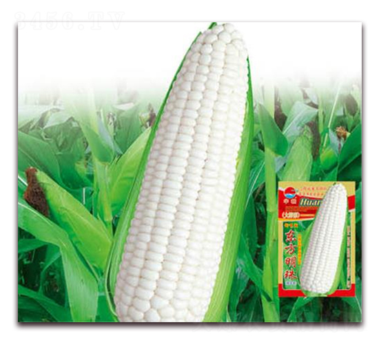 東方明珠-糯玉米種子-華農(nóng)種業(yè)