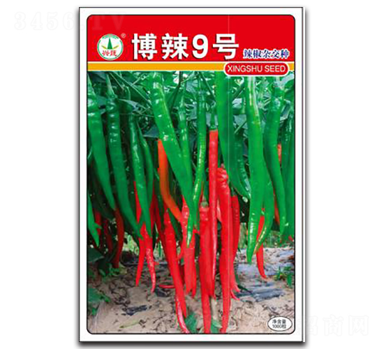 博辣9號(hào)-辣椒種子-興蔬種業(yè)