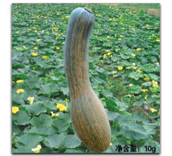 �����L(zh��ng)β-�ϹϷN��-�մ��r(n��ng)�I(y��)