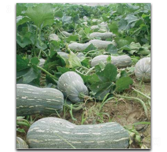 ������̖(h��o)-�ϹϷN��-�մ��r(n��ng)�I(y��)