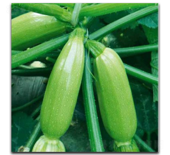 ������-�����J�N��-�մ��r(n��ng)�I(y��)