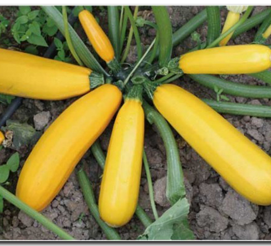 ������̖-�����J�N��-�մ��r(n��ng)�I(y��)