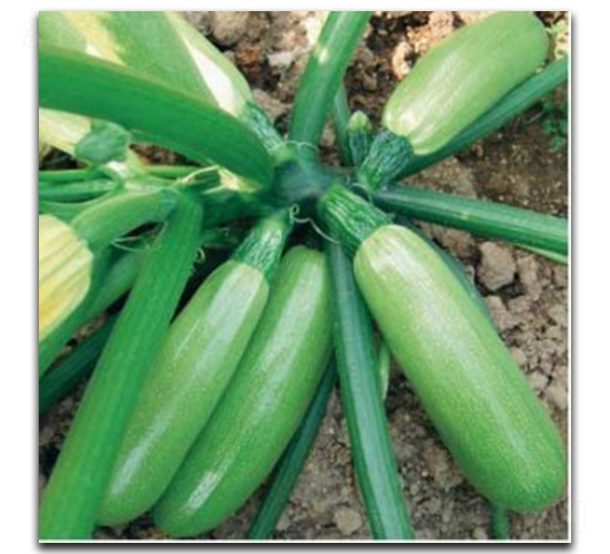 ������̖-�����J�N��-�մ��r(n��ng)�I(y��)