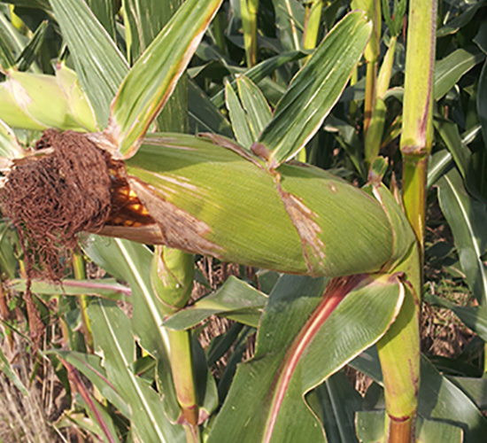 �x��73̖(h��o)-���׷N��-���r(n��ng)�N�I(y��)