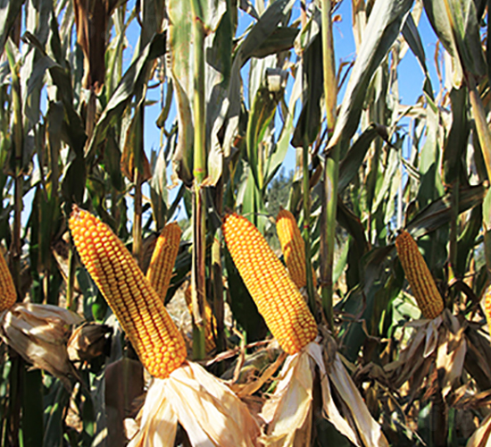 ��1266-���׷N��-���r(n��ng)�N�I(y��)