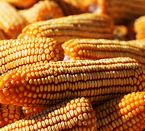 加10分京科968-玉米種子-德農(nóng)種業(yè)