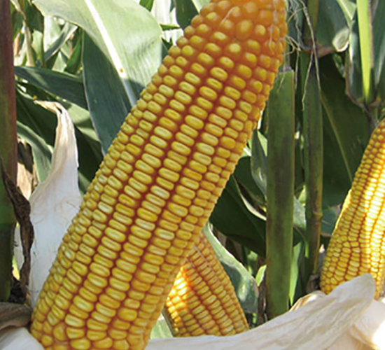 ����18-���׷N��-���r�N�I(y��)