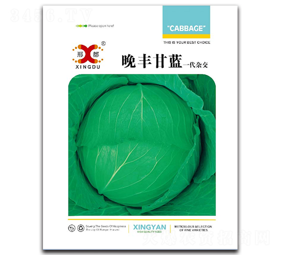 晚豐甘藍(lán)-甘藍(lán)種子-邢研種業(yè)