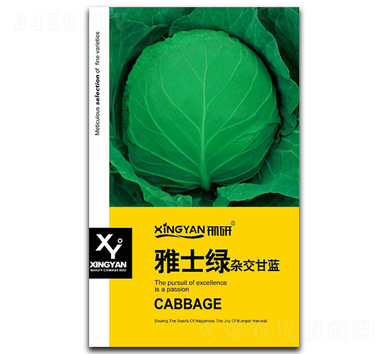 雅士綠-甘藍(lán)種子-邢研種業(yè)