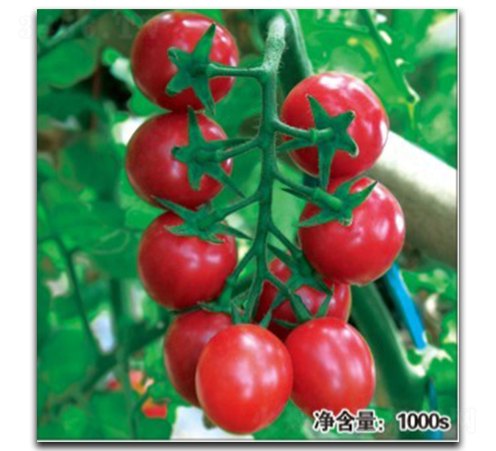 �F����HT11051��-���ѷN��-�մ��r(n��ng)�I(y��)