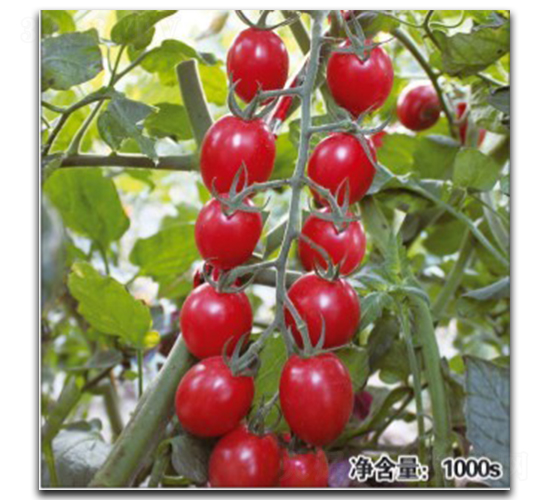 QQ���@-���ѷN��-�մ��r(n��ng)�I(y��)