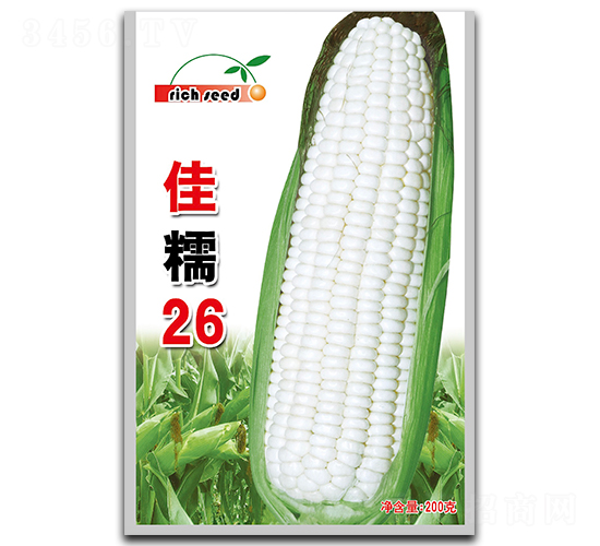 佳糯26-玉米種子-瑞奇種業(yè)