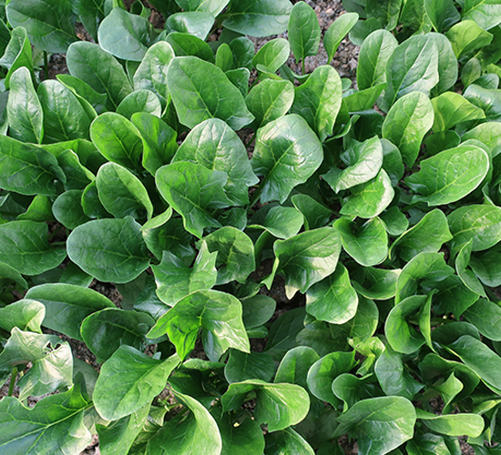 ��������-���˷N��-����N�I(y��)