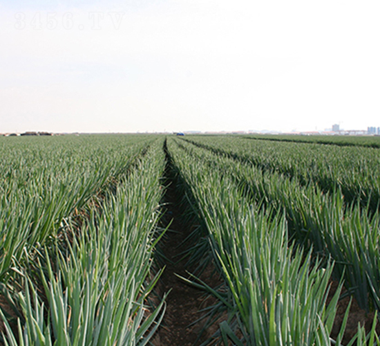 ����Ԫ��-���[�N��-����N�I(y��)