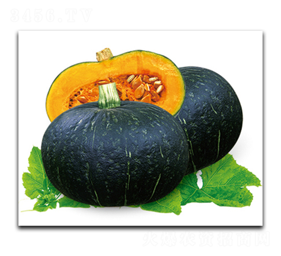 黑寶甘栗S-3-南瓜種子-世宇種苗