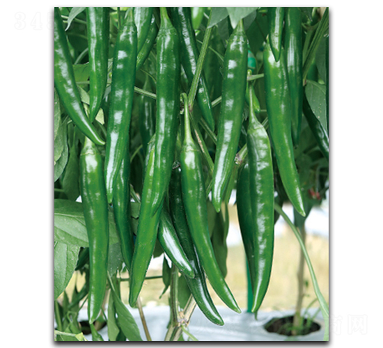 ����S-409-�����N��-����N��