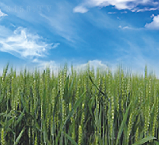 新冬32-小麥種子-九圣禾種業(yè)