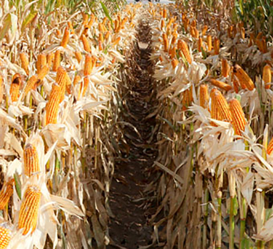 ����40-���׷N��-��ʥ�̷N�I(y��)