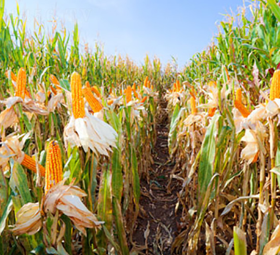 九玉J03-玉米種子-九圣禾種業(yè)