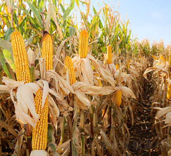 九玉M03-玉米種子-九圣禾種業(yè)