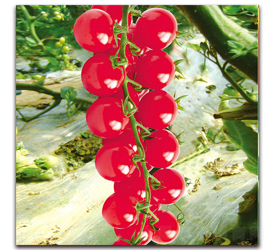 �A��С���ѣ�572��-���ѷN��-�����r(n��ng)