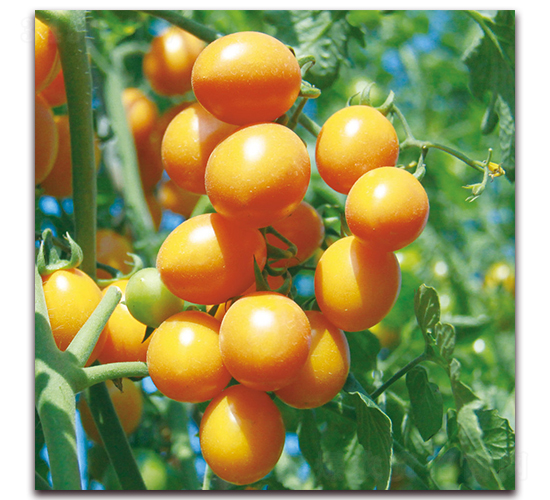 黃鈴小番茄（571）-番茄種子-和利農
