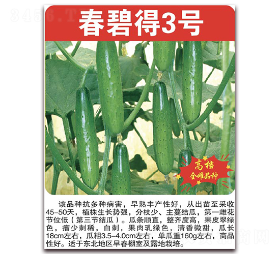 春碧得3號-黃瓜種子-美好種苗