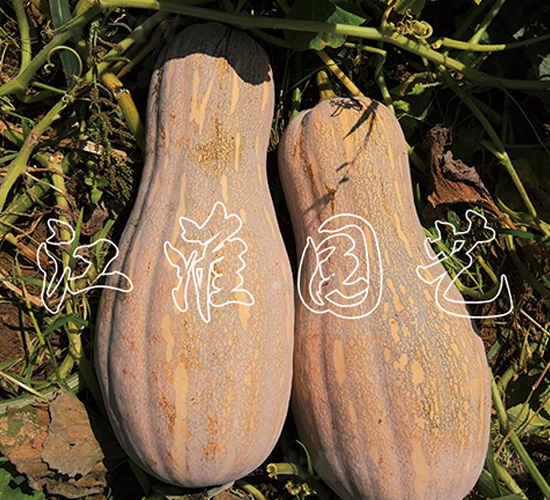 江蜜2號(hào)-南瓜種子-江淮園藝
