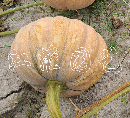 �P��204-�ϹϷN��-�����@ˇ