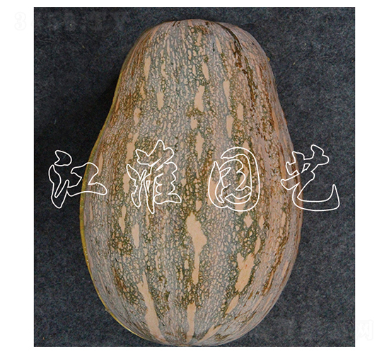 成功101-南瓜種子-江淮園藝