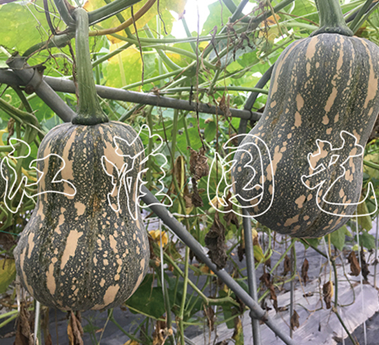 �ɹ�����-�ϹϷN��-�����@ˇ