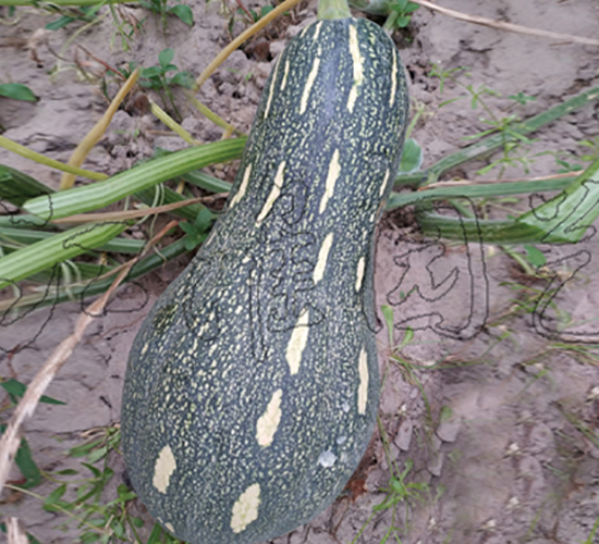 成功104-南瓜種子-江淮園藝