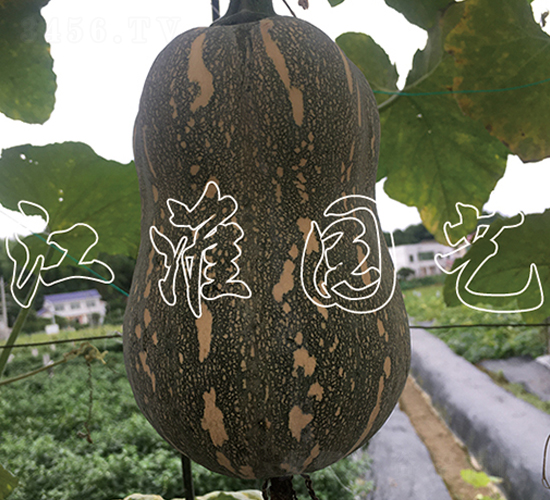 �ᭇ2̖-�ϹϷN��-�����@ˇ