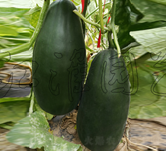 ����2̖(h��o)-��ϷN��-�����@ˇ