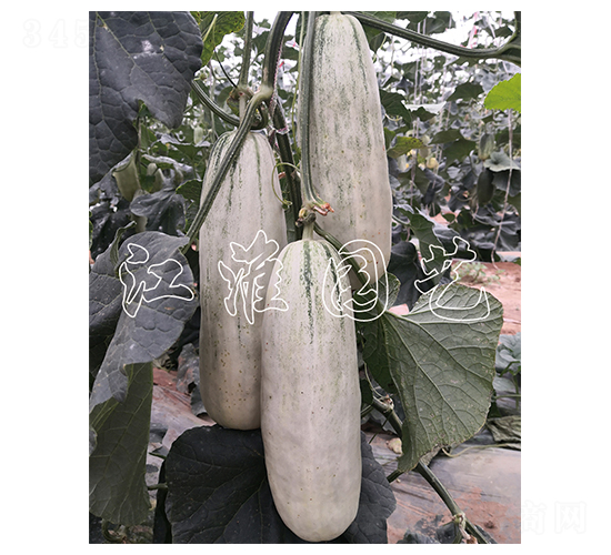 ����8̖(h��o)-��ϷN��-�����@ˇ