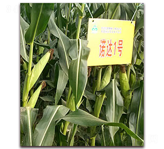 諾達(dá)1號(hào)-玉米種子-光岳種子
