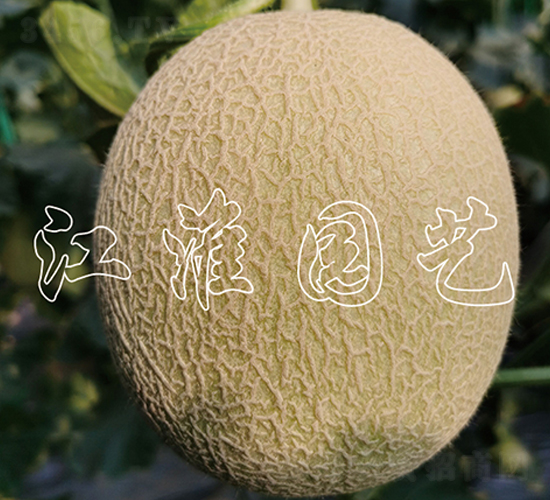 ������1̖-��ϷN��-�����@ˇ