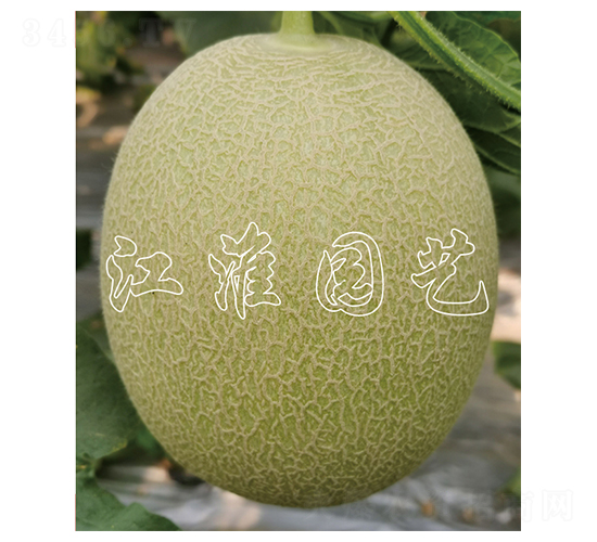 ������2̖(h��o)-��ϷN��-�����@ˇ