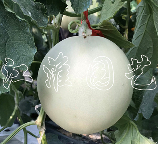 �y��2̖-��ϷN��-�����@ˇ